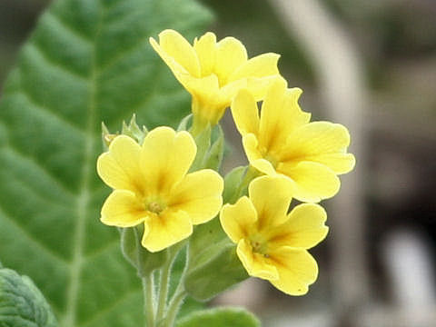 Primula veris