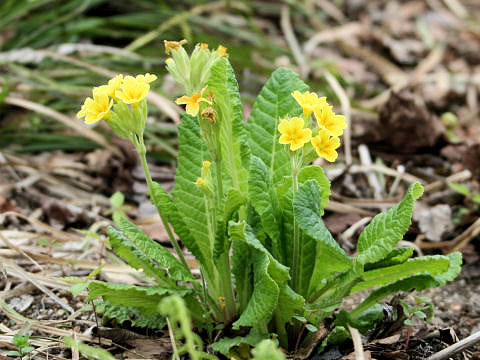 Primula veris