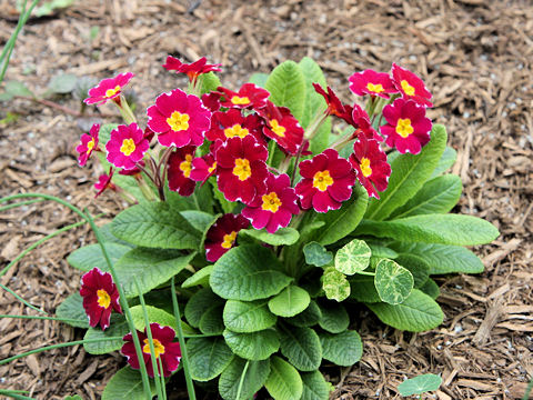 Primula veris cv. Sunset Shades