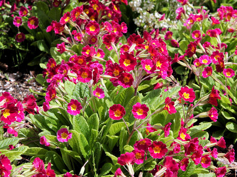 Primula veris cv. Sunset Shades