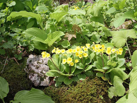 Primula veris