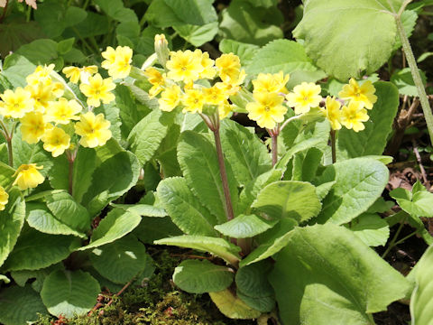 Primula veris