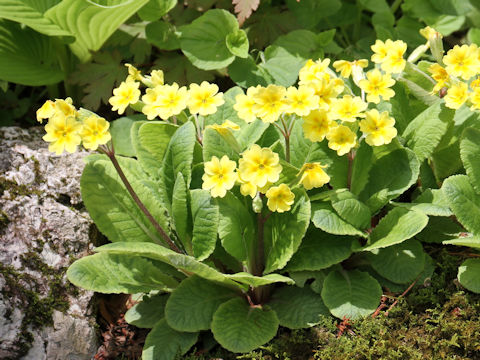 Primula veris