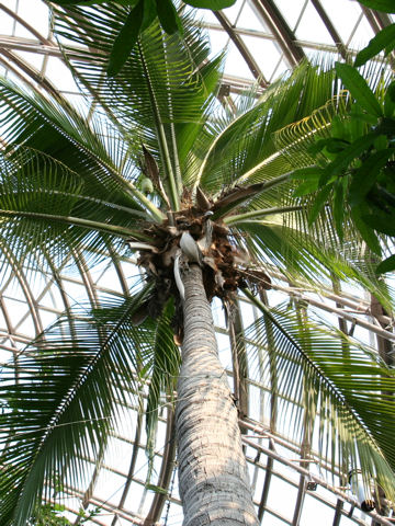 Cocos nucifera