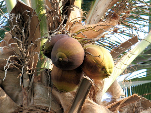 Cocos nucifera