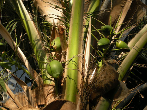 Cocos nucifera