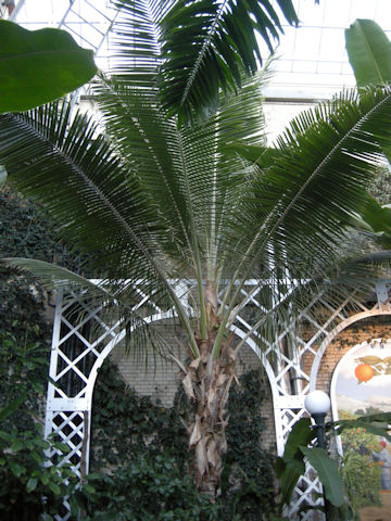 Cocos nucifera