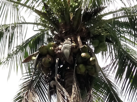 Cocos nucifera