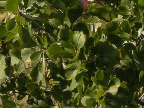 Crataegus flava cv. Upright