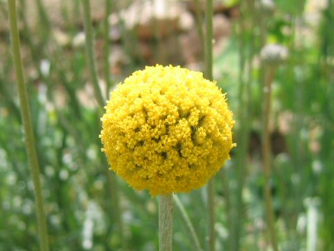 Craspedia globosa cv. Gold Stick