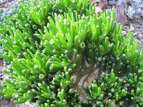 Crassula portulacea cv. Gollum