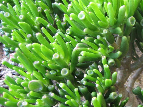 Crassula portulacea cv. Gollum