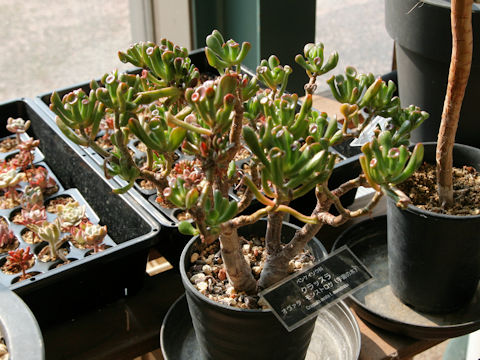 Crassula portulacea cv. Gollum