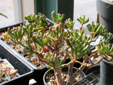 Crassula portulacea cv. Gollum