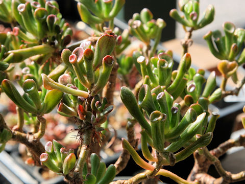 Crassula portulacea cv. Gollum