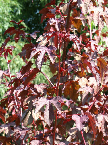 Hibiscus acetosella