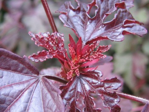 Hibiscus acetosella