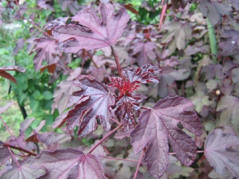 Hibiscus acetosella