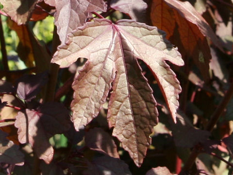 Hibiscus acetosella