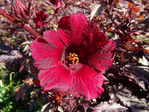 Hibiscus acetosella