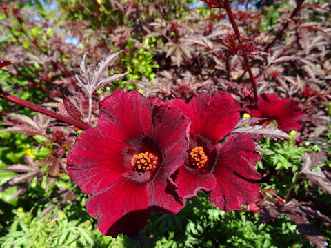 Hibiscus acetosella