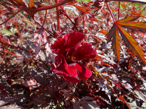 Hibiscus acetosella