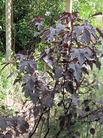 Hibiscus acetosella