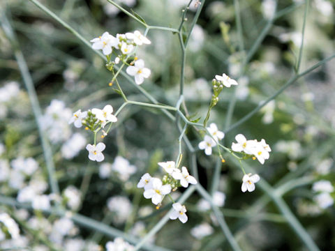 Crambe maritima