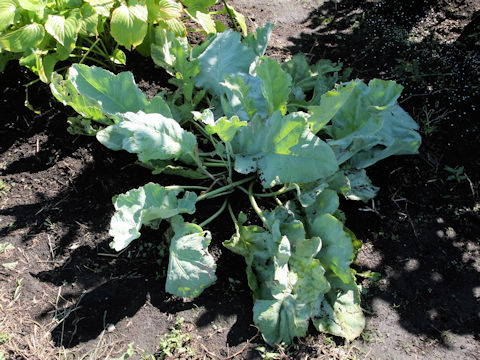 Crambe maritima