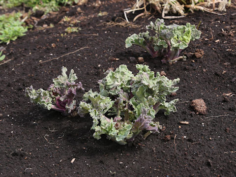 Crambe maritima