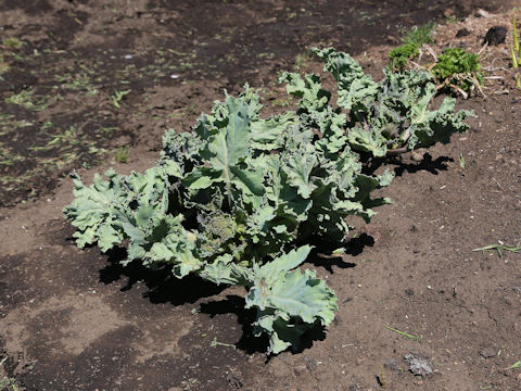 Crambe maritima