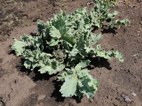 Crambe maritima