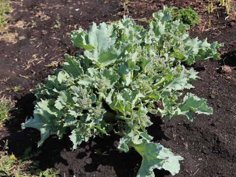 Crambe maritima