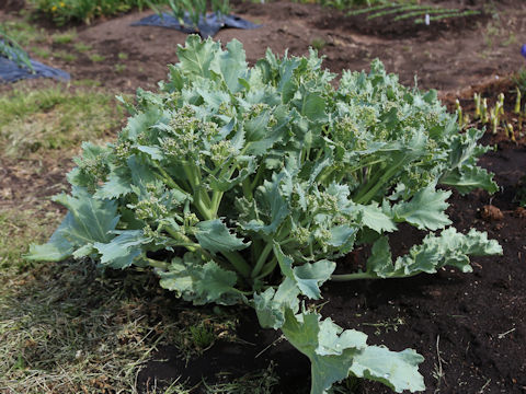 Crambe maritima