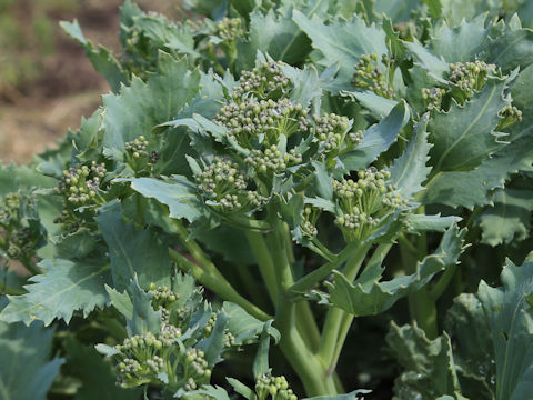 Crambe maritima