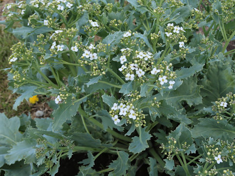 Crambe maritima