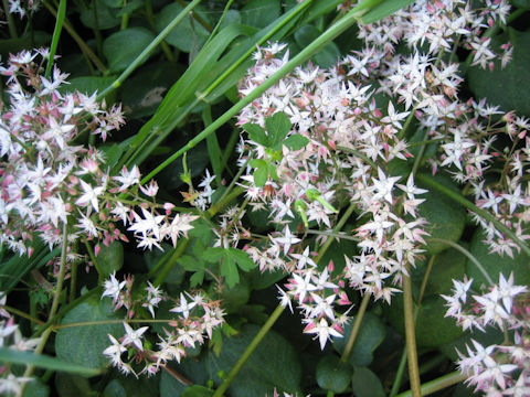 Crassula multicava