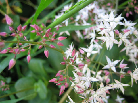 Crassula multicava