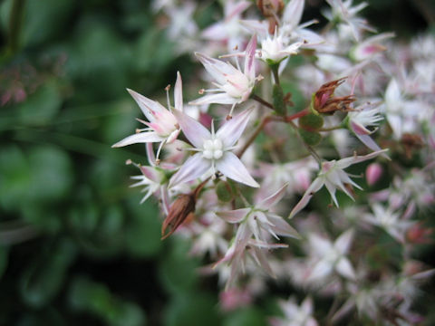 Crassula multicava