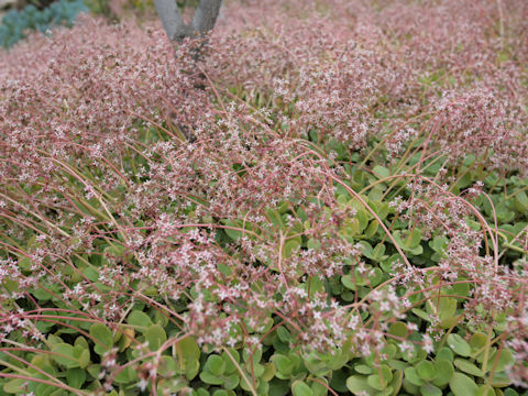 Crassula multicava