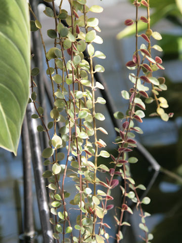 Crassula pellucida