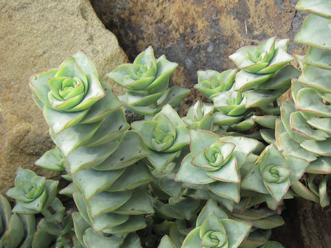 Crassula perforata