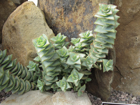 Crassula perforata