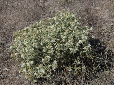 Crambe tataria