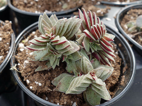 Crassula capitella ssp. thyrsiflora