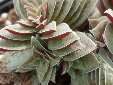 Crassula capitella ssp. thyrsiflora