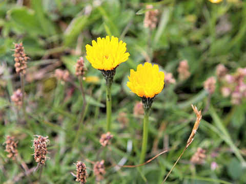 Crepis alpestris