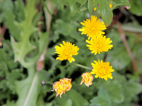 Crepis alpestris