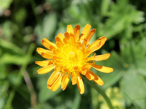 Crepis aurea