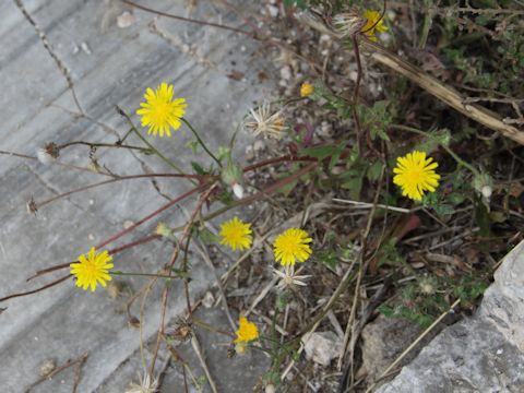 Crepis dioscoridis